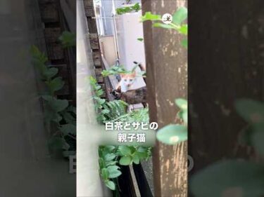 ある日突然現れた親子を保護して｜PECO