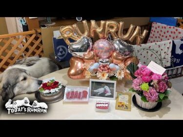 ルンルンの誕生日をお祝いしたアランとベルとリリーです　Great Pyrenees　グレートピレニーズ