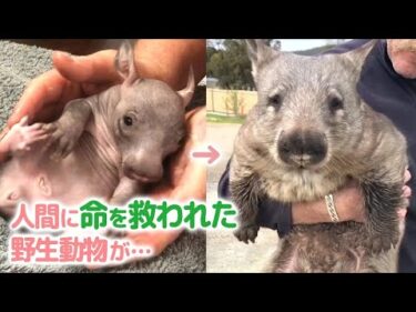 【ウォンバットとの暮らし】 事故で母を亡くした野生の赤ちゃんウォンバットを保護したお話（ナレーション有）