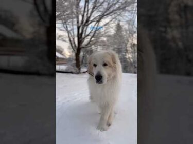 Alain アラン #greatpyrenees #todaysrunrun #グレートピレニーズ #今日のルンルン