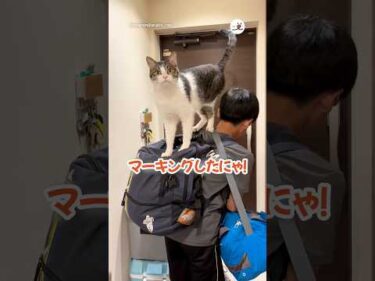 キャンプいくお兄ちゃんを見送る猫さん｜PECO