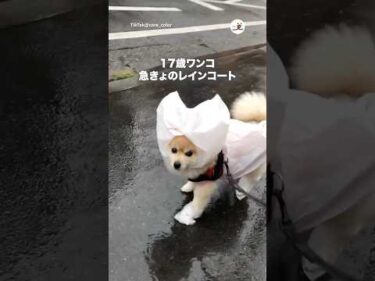 老犬のあめさんぽ☂️｜PECO