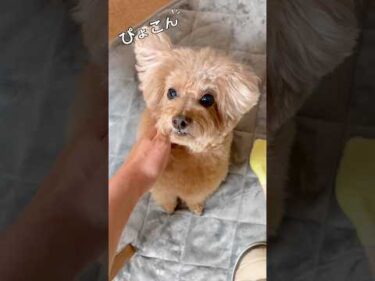 どうしても片耳が上がっちゃう虎太郎(No Matter What, One Ear Pops Up)  #トイプードル #犬のいる生活 #dog