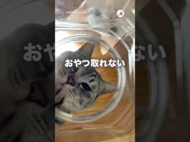 おやつ目線｜PECO