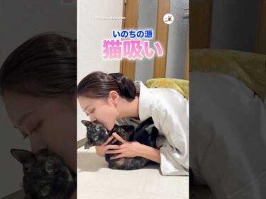 お留守番してた猫さん｜PECO