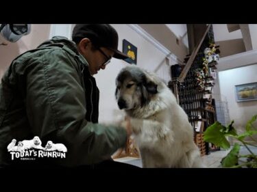 相手が息子（格下）でもちゃんとお出迎えするベルです　Great Pyrenees　グレートピレニーズ