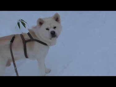 【秋田犬ゆうき】雪道のお散歩は雪かきでへとへとになった飼い主を四輪駆動で引っ張ってあげる【akita dog】
