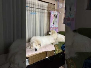 Alain Lily #greatpyrenees #todaysrunrun #グレートピレニーズ #今日のルンルン