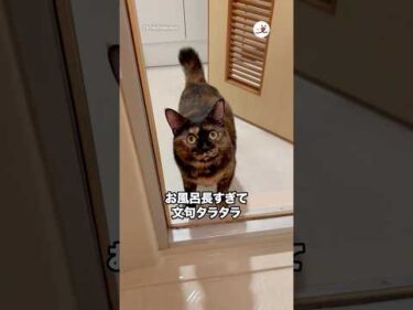 お風呂長すぎて文句を言う猫｜PECO