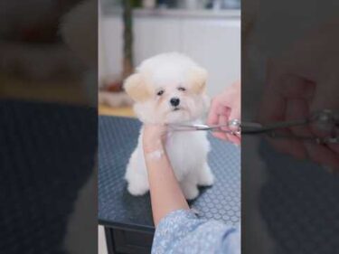 初めてのカットで可愛くなりすぎちゃった子犬🧸💕