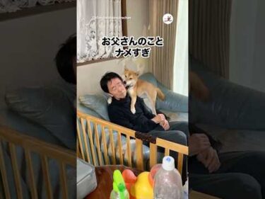 お父さんをナメすぎな犬｜PECO