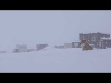 最長寒波は終わったはずなのに…朝から大雪に全力で挑む柴犬