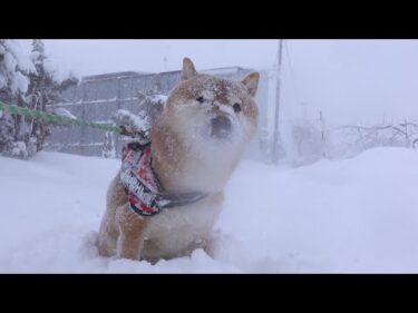 大雪で始まった元旦、柴犬ハチ家の空気が少し違いました。