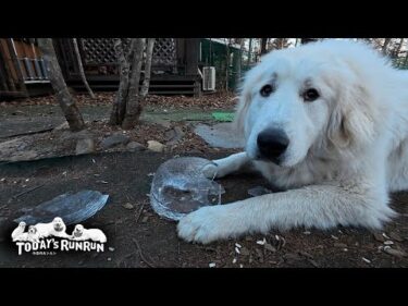 -10℃でキンキンに冷えた氷をガリガリかじったベルとリリーです　Great Pyrenees　グレートピレニーズ