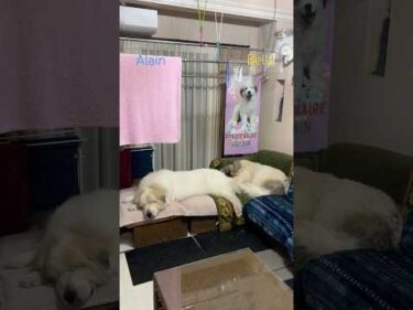 Alain Belle #greatpyrenees #todaysrunrun #グレートピレニーズ #今日のルンルン