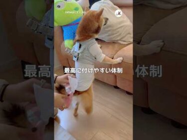 おでかけ前の準備🚗｜PECO