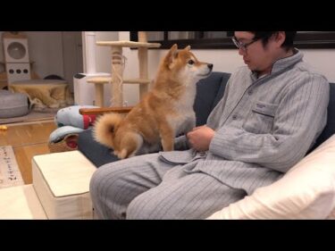 パパが高熱に…優しすぎる柴犬の寄り添い方と本音