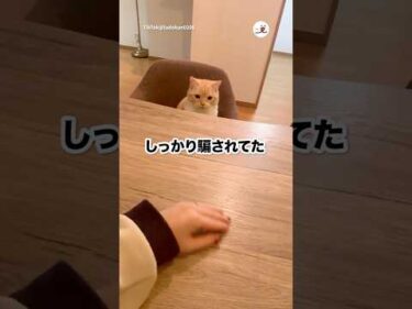 🐱「球が消えた…」｜PECO