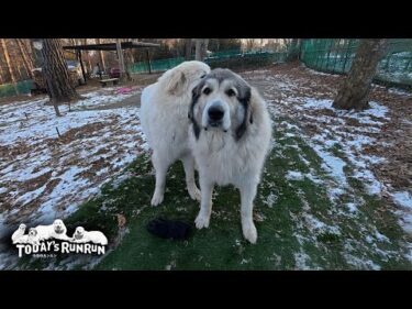 手袋鬼ごっこは卒業だけど手袋はリリーに渡したくないベルです　Great Pyrenees　グレートピレニーズ