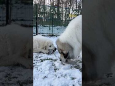Belle Lily #greatpyrenees #todaysrunrun #グレートピレニーズ #今日のルンルン
