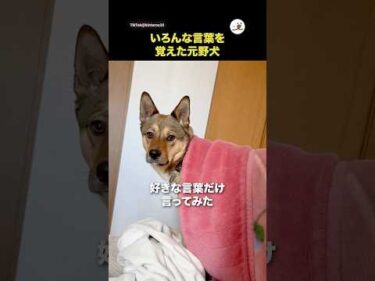 いろんな言葉を覚えた元野犬｜PECO