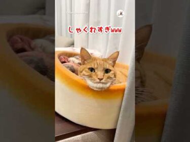 視線を感じてふと見たら…｜PECO