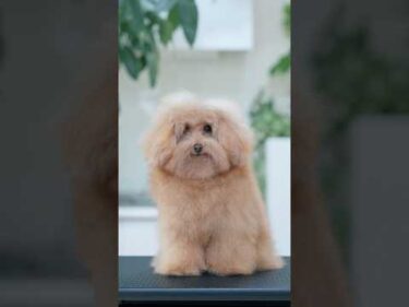 衝撃！過去１モサモサなトイプーをトリミングしたら