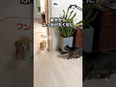 自分からふっかけたくせに…｜PECO