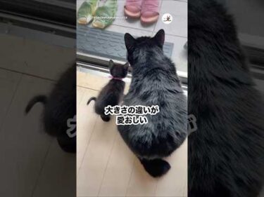 愛おしい後ろ姿｜PECO