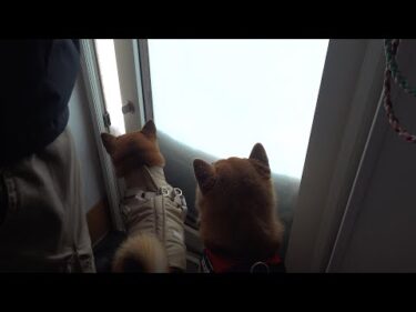 大雪で庭に出られない朝、柴犬たちは…