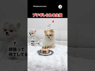 フライングしてブチギレられる主役｜PECO