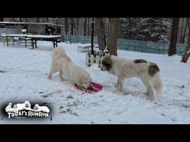 ピンクのソリを取り合いながらも仲良く遊んだベルとリリーです　Great Pyrenees　グレートピレニーズ