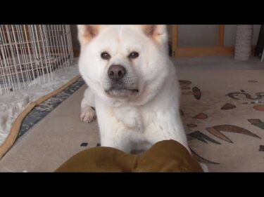 【秋田犬ゆうき】ドライヤーやカミナリよりも怖くてオヤツやお散歩よりも大好きなのが飼い主です【akita dog】