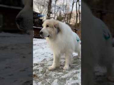 Alain アラン #greatpyrenees #todaysrunrun #グレートピレニーズ #今日のルンルン