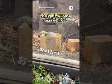 神ファンサです｜PECO