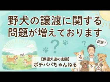 野犬の譲渡に関する問題が増えております