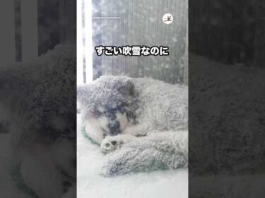 すごい吹雪なのに🥶｜PECO