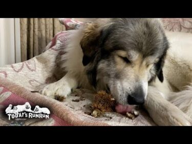 イガグリにガブリと噛みつき器用に分解するベルです　Great Pyrenees　グレートピレニーズ