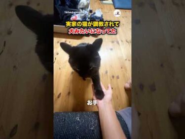 犬になってた猫｜PECO