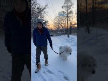 Alain アラン #greatpyrenees #todaysrunrun #グレートピレニーズ #今日のルンルン