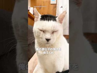 遺伝子の強さよ｜PECO