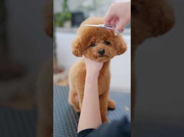 トリミングちょっと緊張しちゃうトイプードル