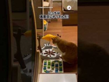 回したらご飯出てくるやつ、出てこない…｜PECO