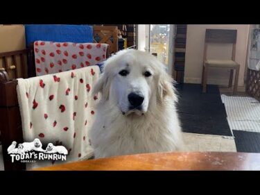 少食卒業！ごはんがもっと欲しくて抗議の座り込みを決行したリリーです　Great Pyrenees　グレートピレニーズ
