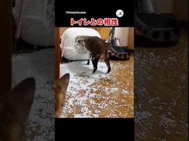 新しいトイレ気に入られなかった｜PECO