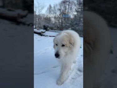 Alain アラン #greatpyrenees #todaysrunrun #グレートピレニーズ #今日のルンルン