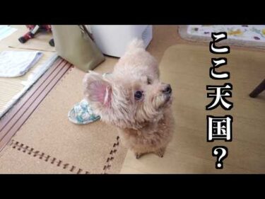 今年初の実家へ帰省。ジィジとバァバの家で過ごすトイプードルの幸せな休日。