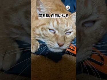 寝る時白目になる猫｜PECO