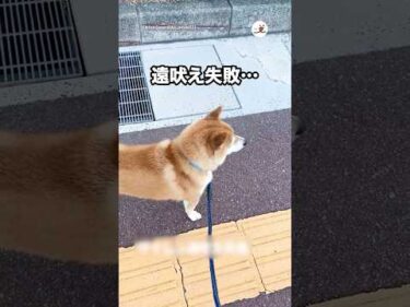 上手くいかない日もある｜PECO