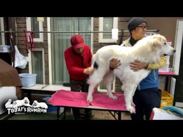 ブラッシングよりもベルと遊びたくてソワソワしているリリーです　Great Pyrenees　グレートピレニーズ